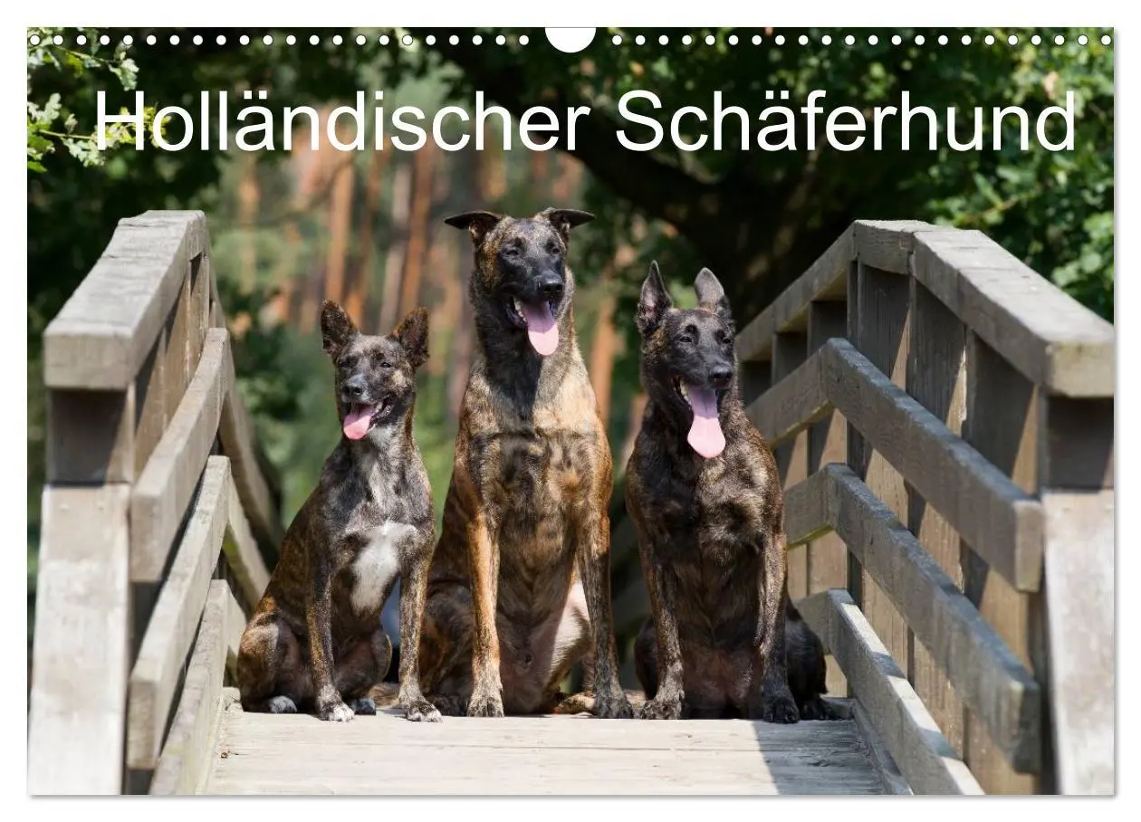 Cover: 9783516125474 | Holländischer Schäferhund (Wandkalender 2026 DIN A3 quer), CALVENDO...