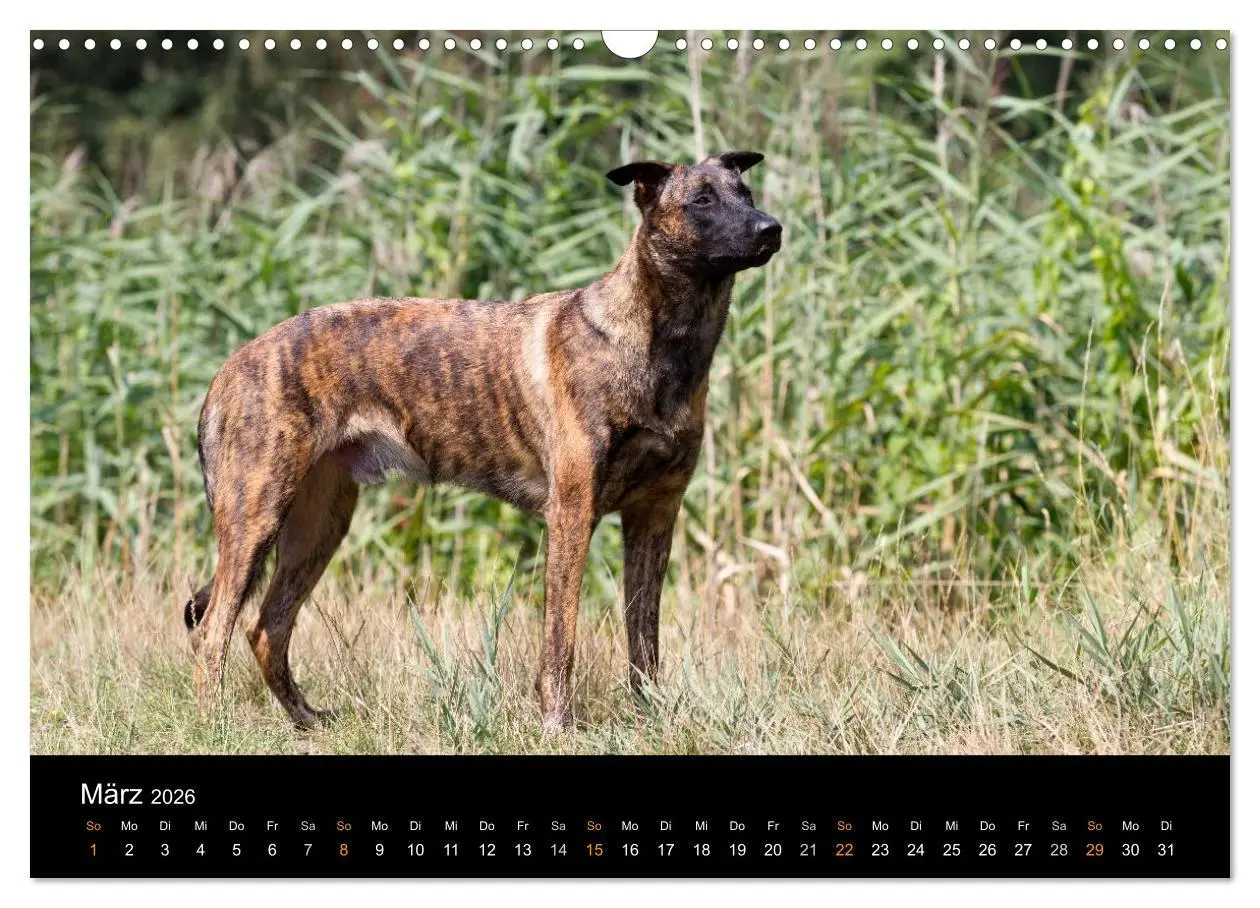 Bild: 9783516125474 | Holländischer Schäferhund (Wandkalender 2026 DIN A3 quer), CALVENDO...
