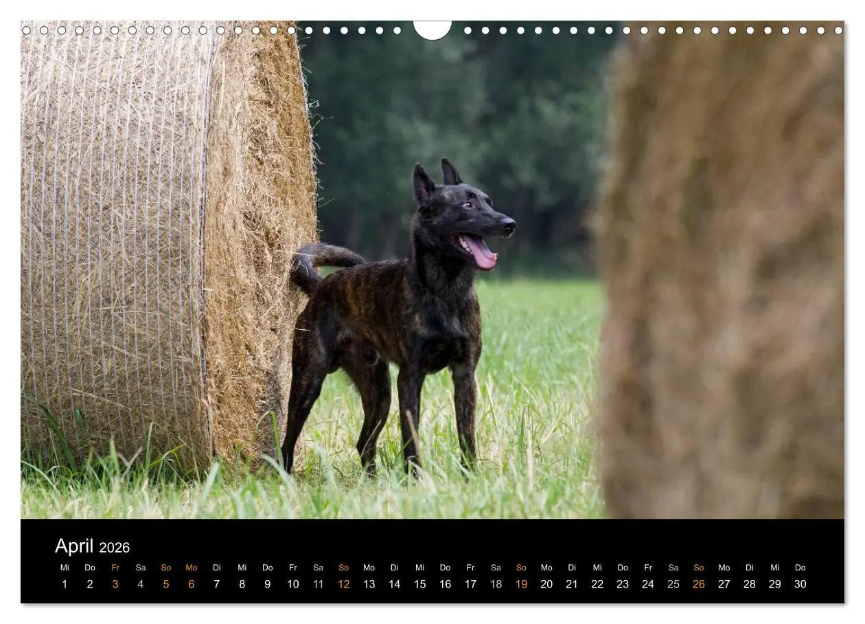 Bild: 9783516125474 | Holländischer Schäferhund (Wandkalender 2026 DIN A3 quer), CALVENDO...