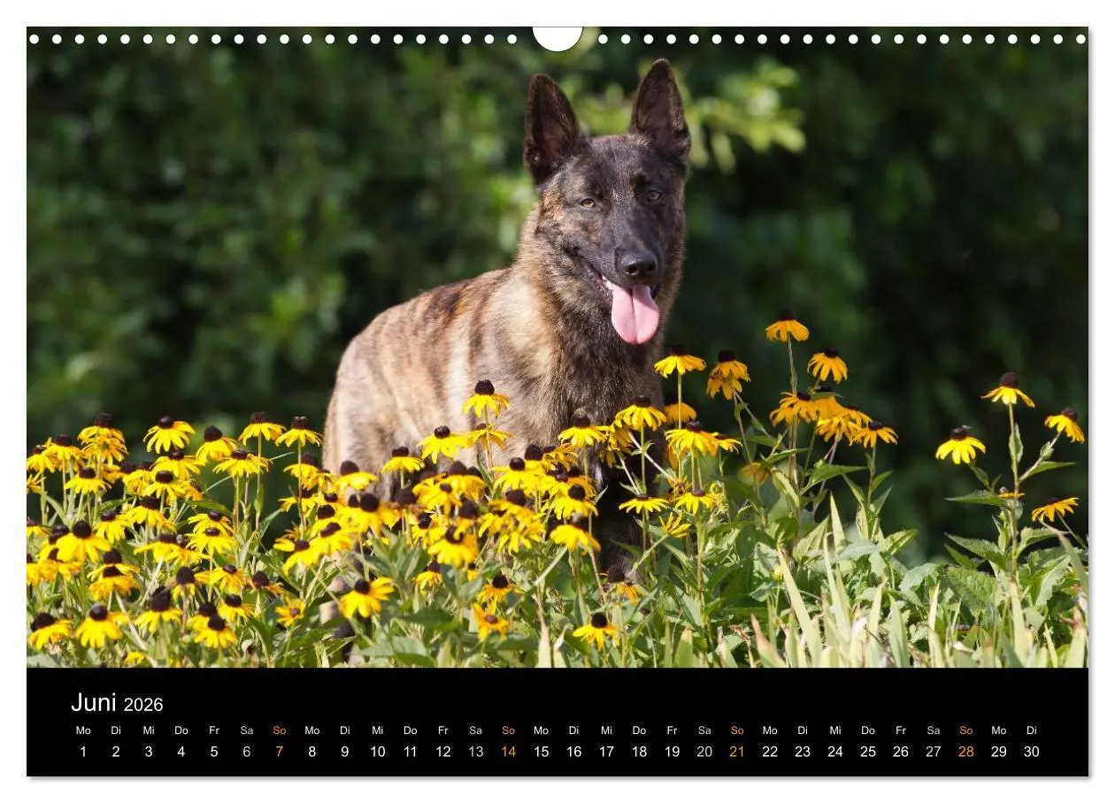 Bild: 9783516125474 | Holländischer Schäferhund (Wandkalender 2026 DIN A3 quer), CALVENDO...