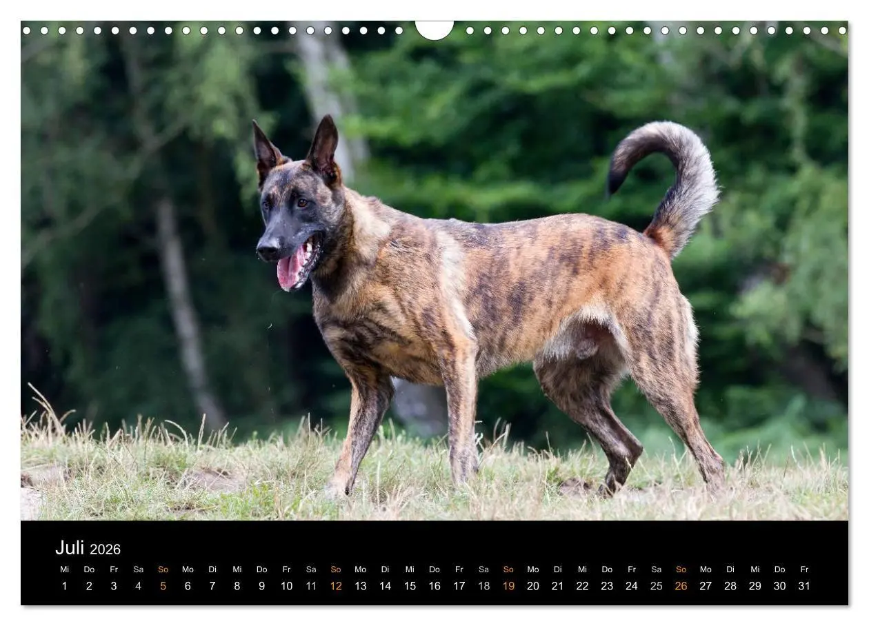 Bild: 9783516125474 | Holländischer Schäferhund (Wandkalender 2026 DIN A3 quer), CALVENDO...