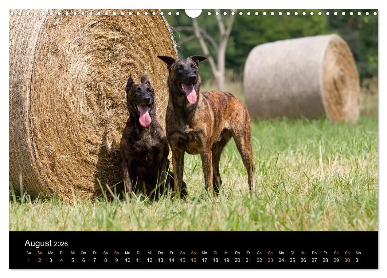 Bild: 9783516125474 | Holländischer Schäferhund (Wandkalender 2026 DIN A3 quer), CALVENDO...