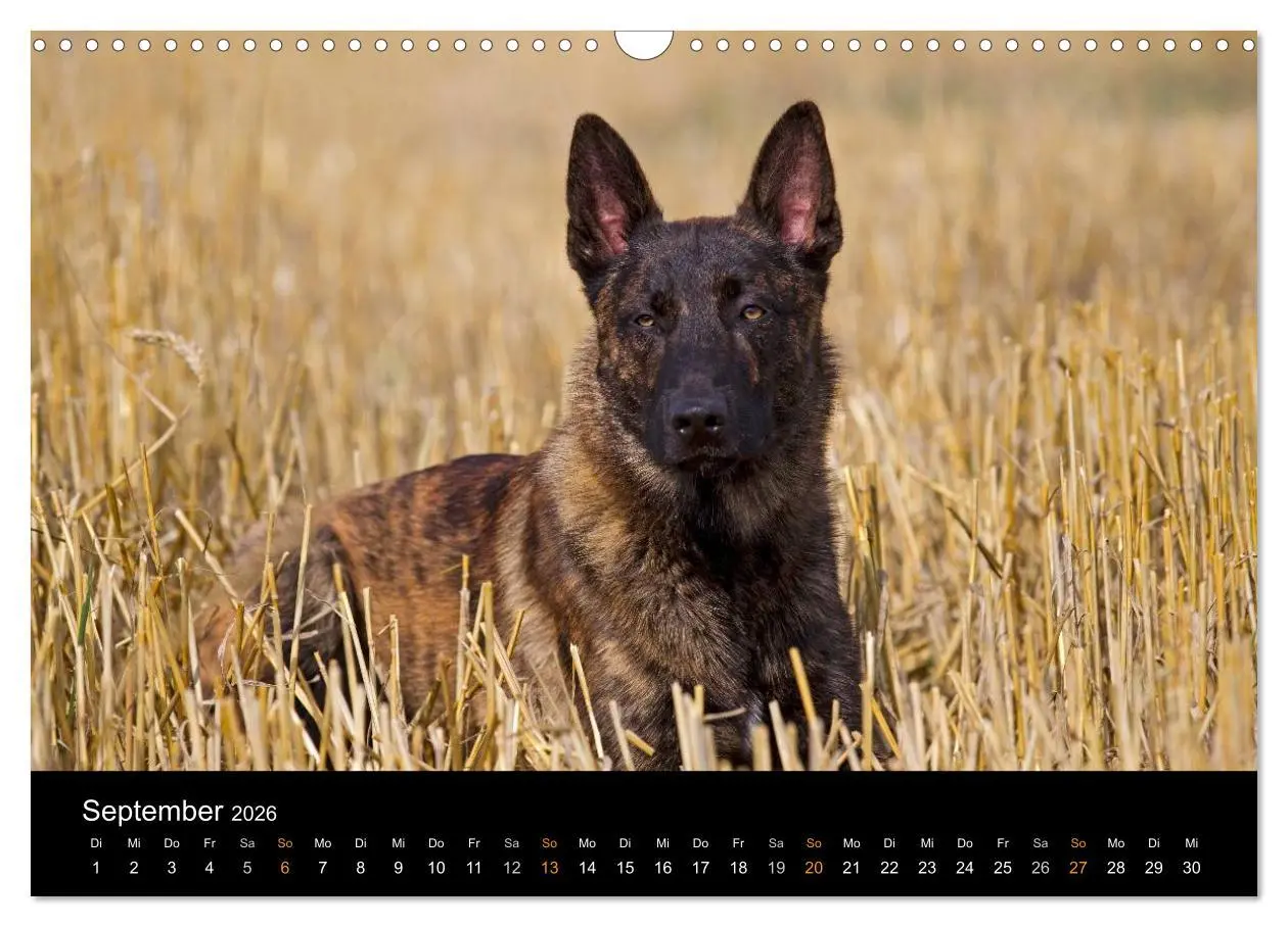 Bild: 9783516125474 | Holländischer Schäferhund (Wandkalender 2026 DIN A3 quer), CALVENDO...