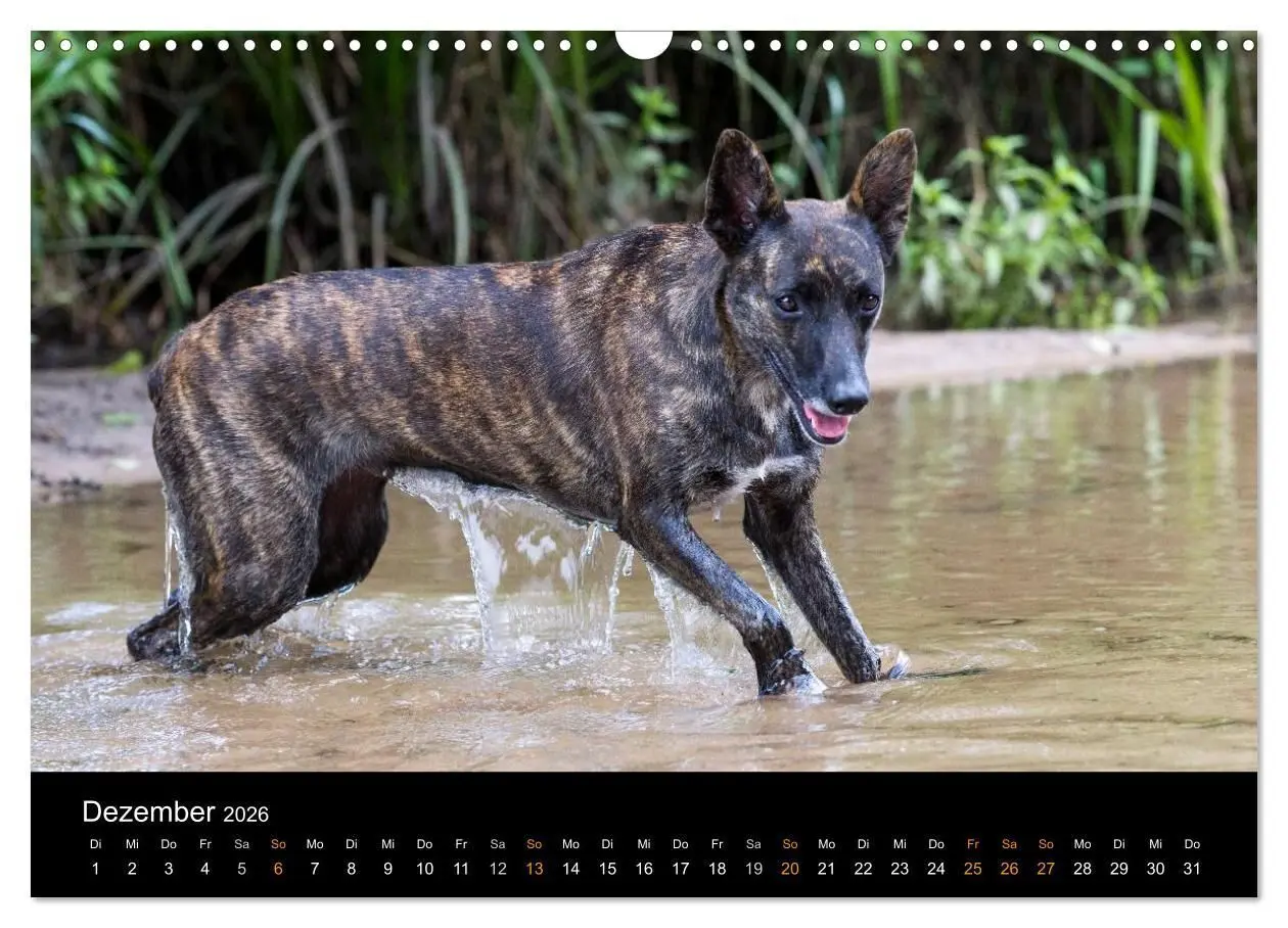 Bild: 9783516125474 | Holländischer Schäferhund (Wandkalender 2026 DIN A3 quer), CALVENDO...