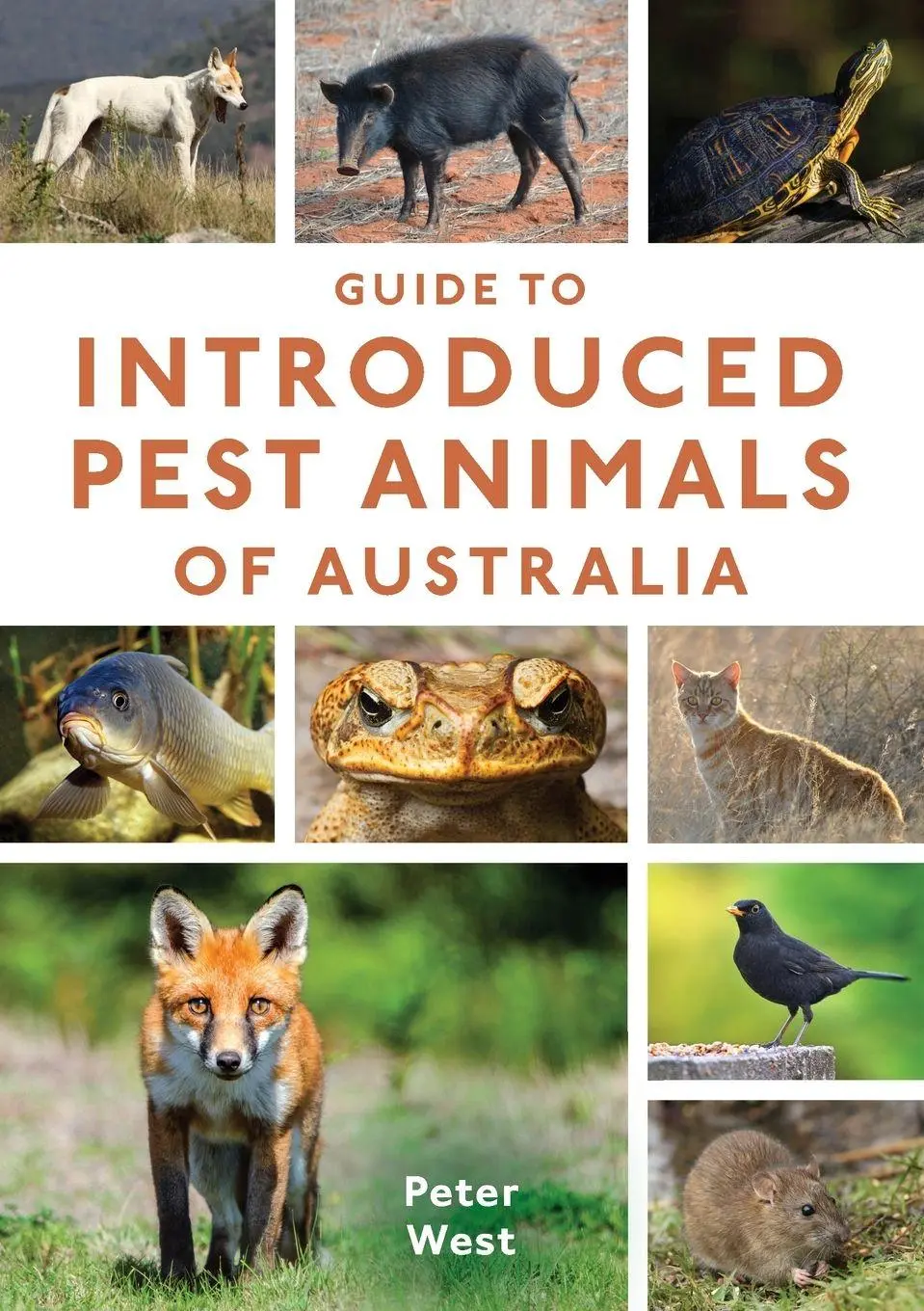 Cover: 9781486305674 | Guide to Introduced Pest Animals of Australia | Peter West | Buch