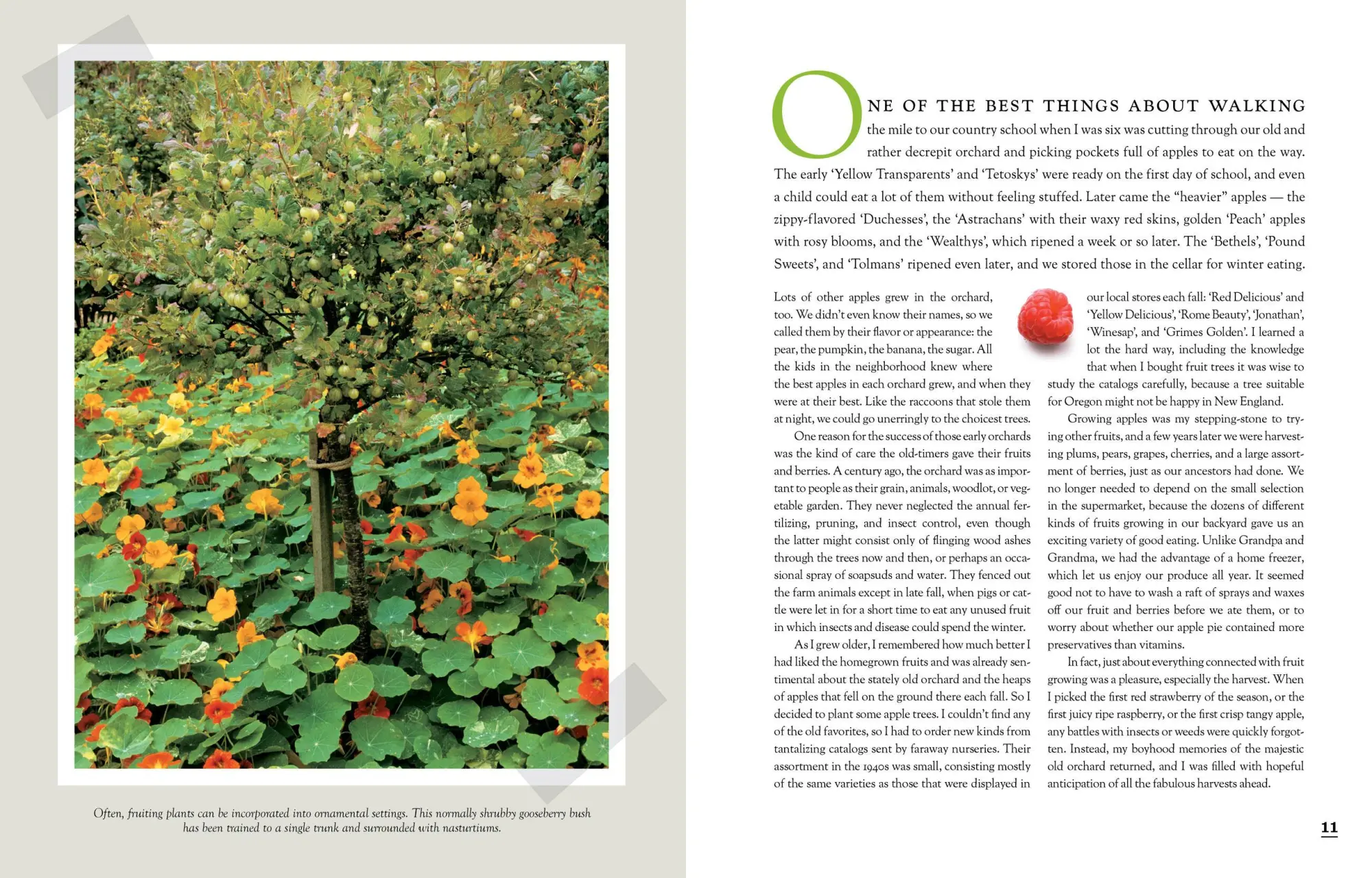 Bild: 9781603425674 | The Fruit Gardener's Bible | Lewis Hill (u. a.) | Taschenbuch | 2011
