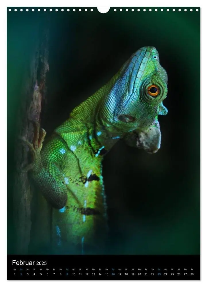 Bild: 9783457015674 | Auge in Auge mit coolen Typen - REPTILIEN (Wandkalender 2025 DIN A3...
