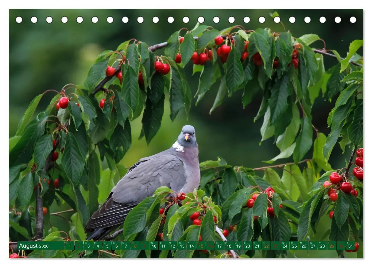 Bild: 9783457635674 | Ringeltauben (Tischkalender 2026 DIN A5 quer), CALVENDO Monatskalender