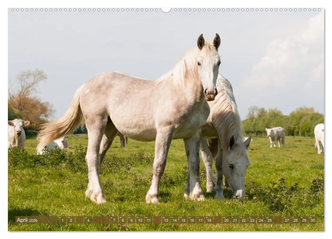 Bild: 9783457705674 | Kaltblüter - Schwere Pferde mit Charme (hochwertiger Premium...