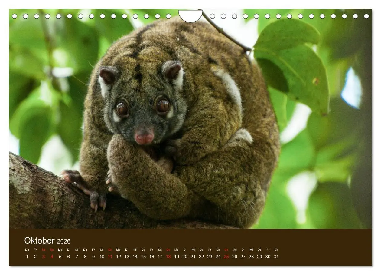Bild: 9783516105674 | Beuteltiere Australiens (Wandkalender 2026 DIN A4 quer), CALVENDO...