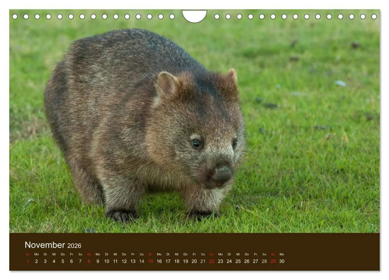 Bild: 9783516105674 | Beuteltiere Australiens (Wandkalender 2026 DIN A4 quer), CALVENDO...