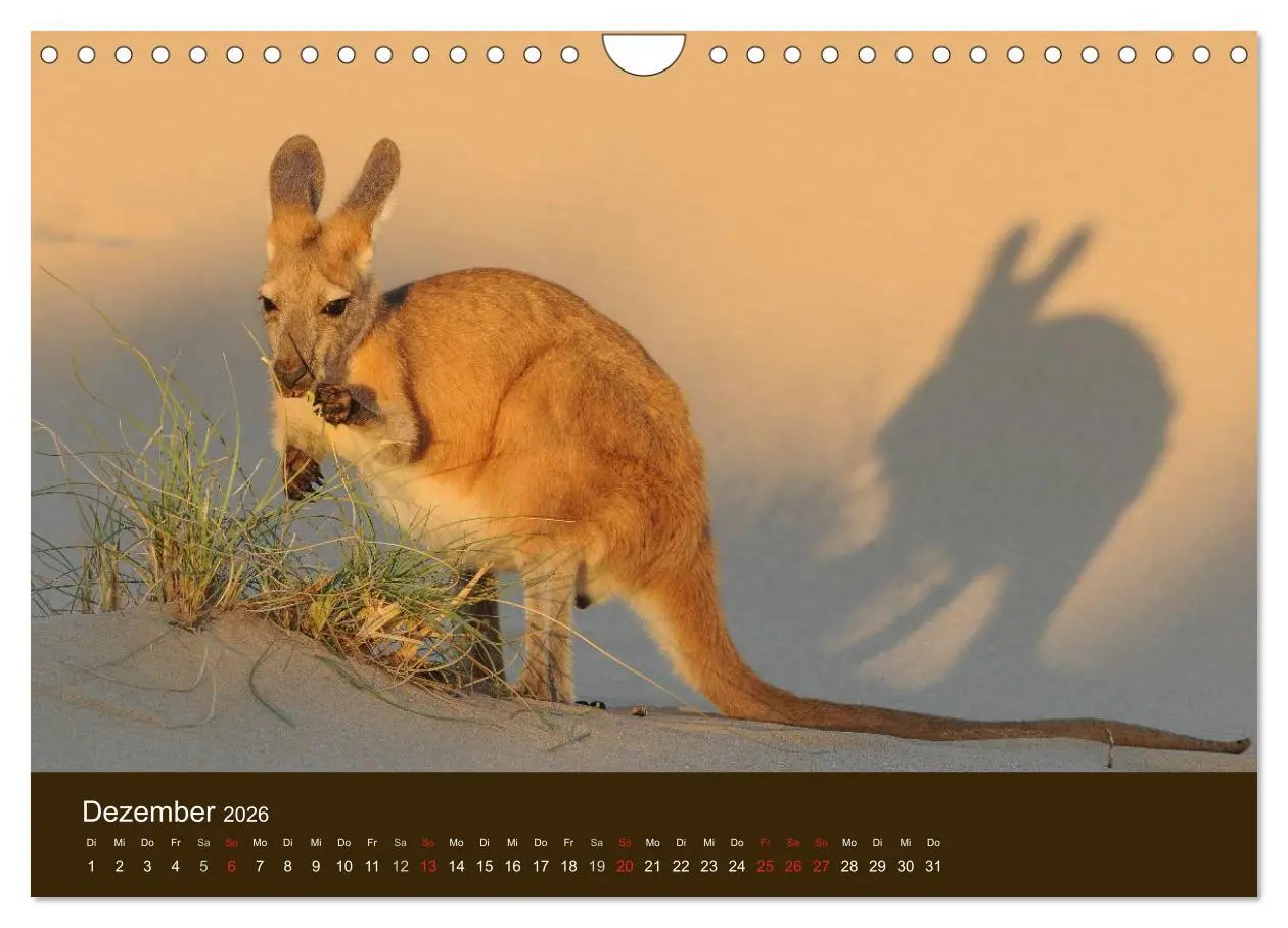 Bild: 9783516105674 | Beuteltiere Australiens (Wandkalender 2026 DIN A4 quer), CALVENDO...