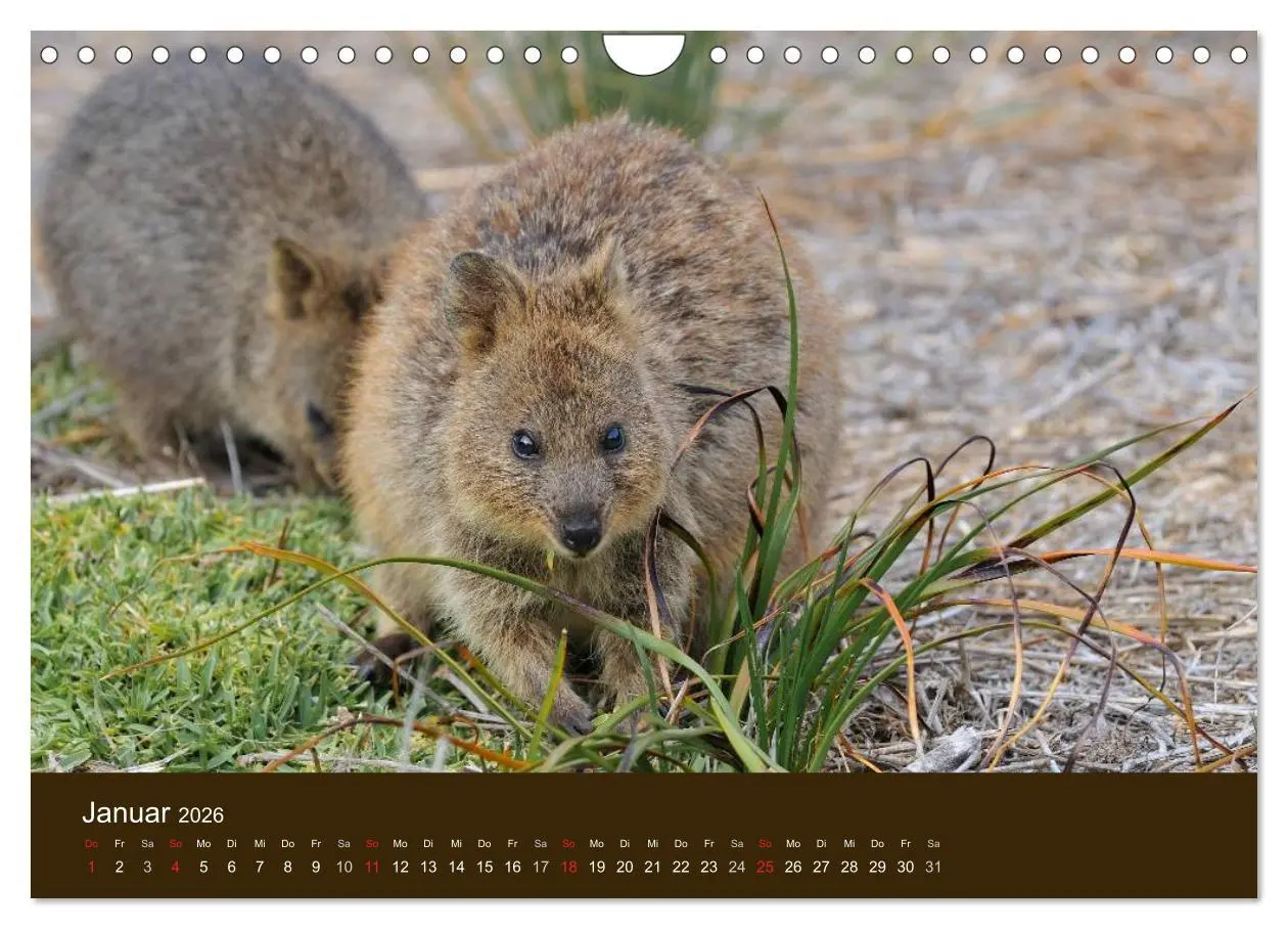 Bild: 9783516105674 | Beuteltiere Australiens (Wandkalender 2026 DIN A4 quer), CALVENDO...