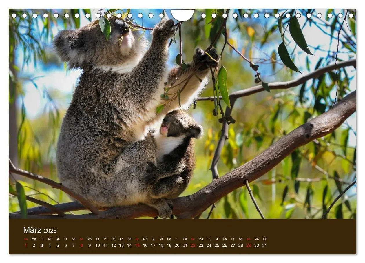 Bild: 9783516105674 | Beuteltiere Australiens (Wandkalender 2026 DIN A4 quer), CALVENDO...