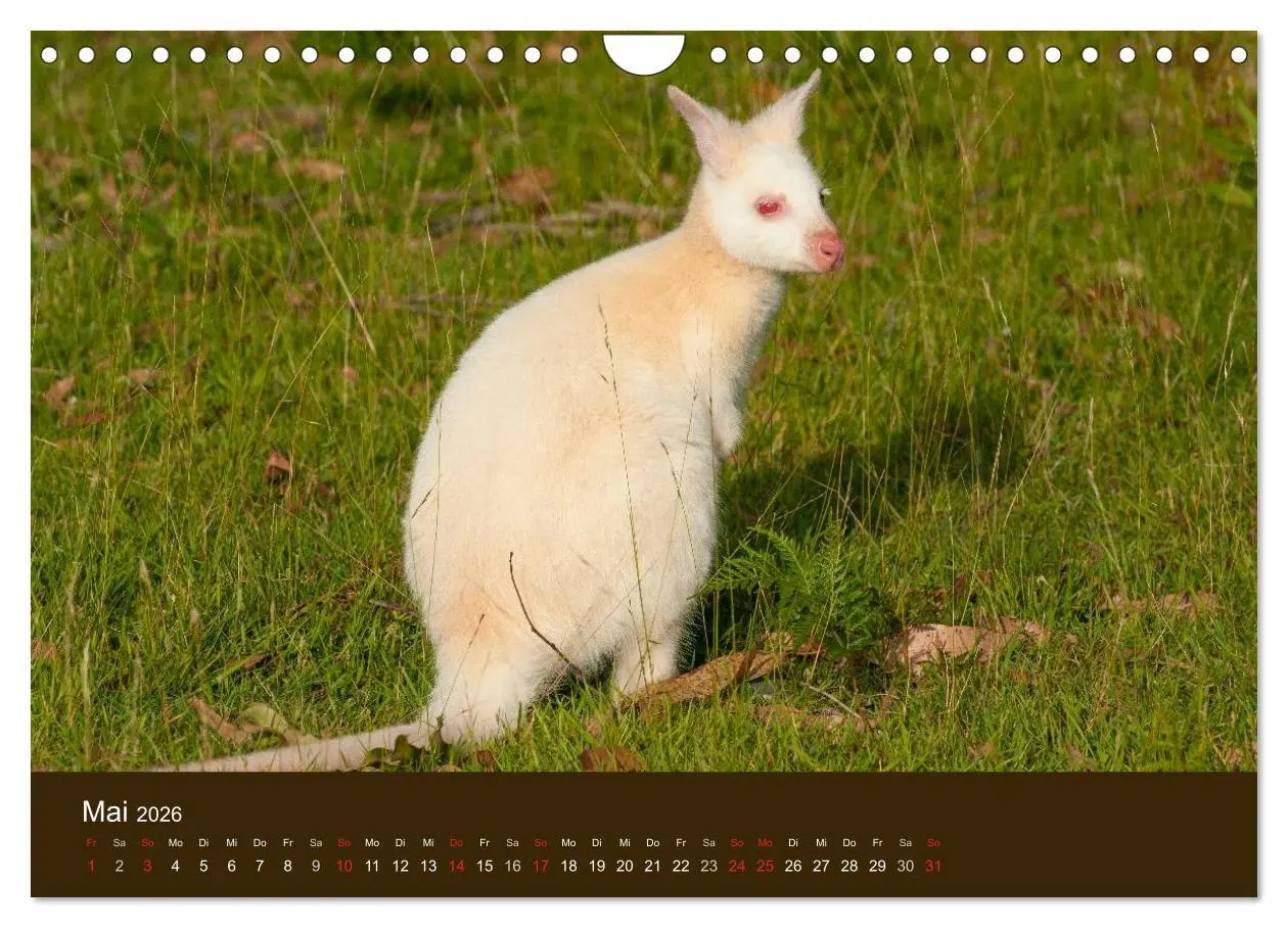 Bild: 9783516105674 | Beuteltiere Australiens (Wandkalender 2026 DIN A4 quer), CALVENDO...