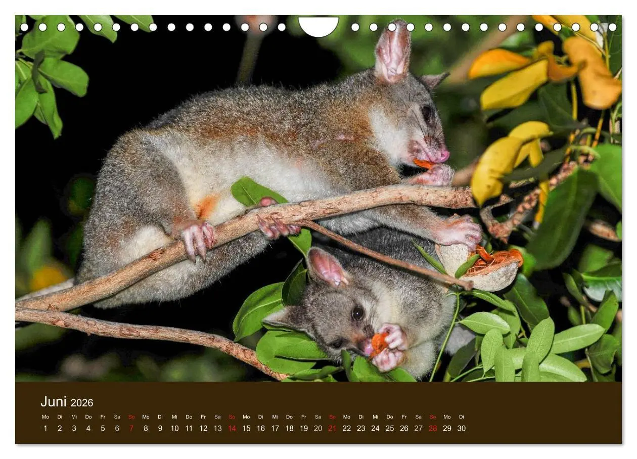 Bild: 9783516105674 | Beuteltiere Australiens (Wandkalender 2026 DIN A4 quer), CALVENDO...