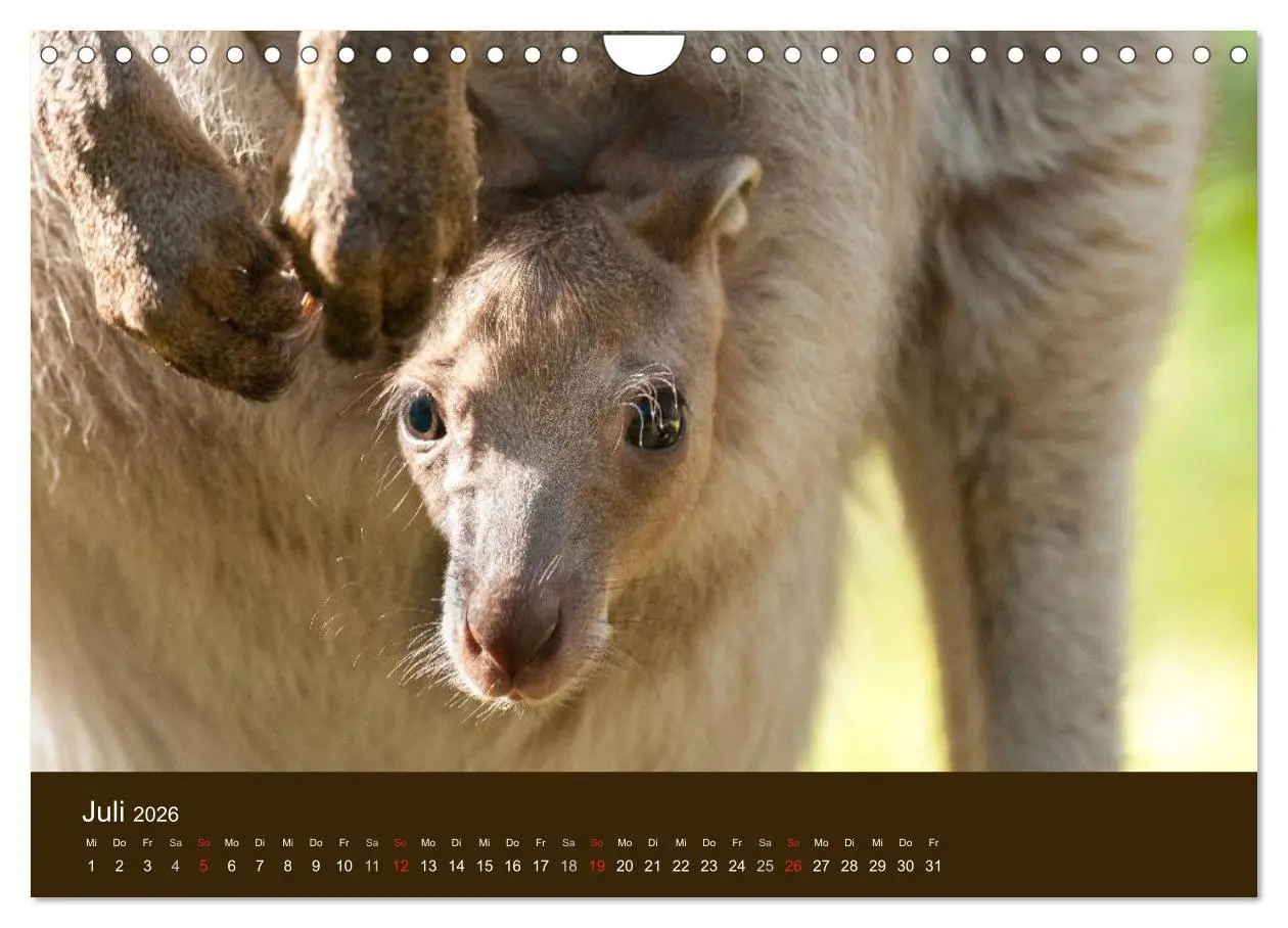 Bild: 9783516105674 | Beuteltiere Australiens (Wandkalender 2026 DIN A4 quer), CALVENDO...
