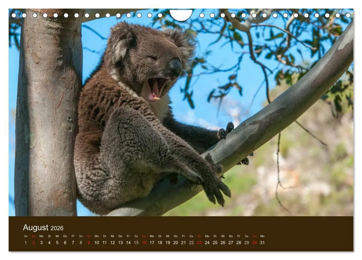 Bild: 9783516105674 | Beuteltiere Australiens (Wandkalender 2026 DIN A4 quer), CALVENDO...