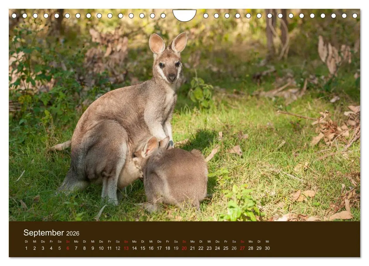 Bild: 9783516105674 | Beuteltiere Australiens (Wandkalender 2026 DIN A4 quer), CALVENDO...