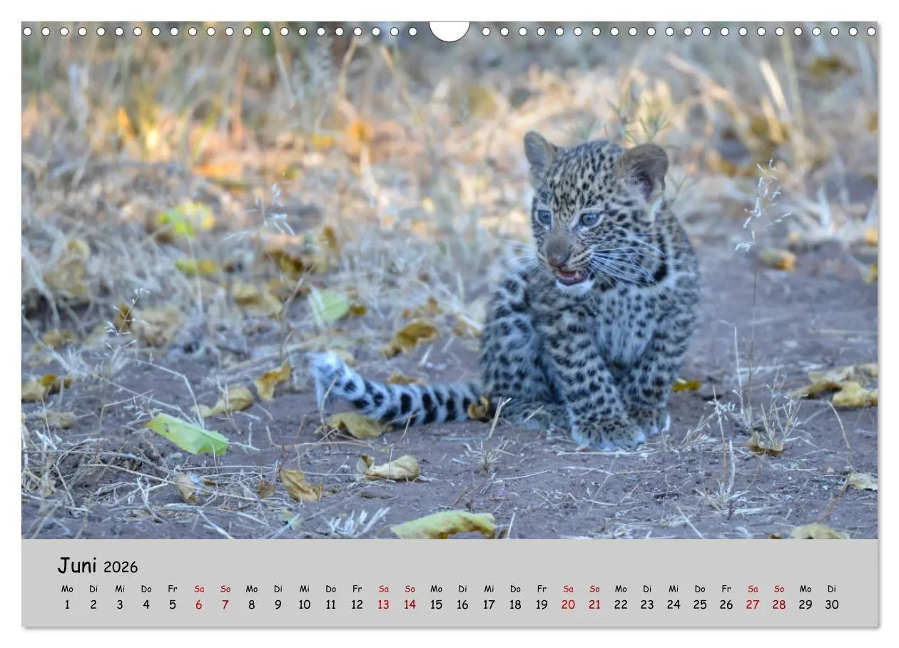 Bild: 9783457855874 | Leoparden - groß und klein (Wandkalender 2026 DIN A3 quer),...