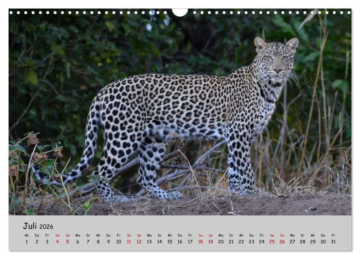 Bild: 9783457855874 | Leoparden - groß und klein (Wandkalender 2026 DIN A3 quer),...