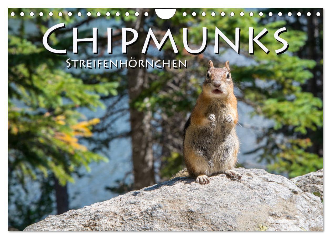 Cover: 9783435375974 | Chipmunks Streifenhörnchen (Wandkalender 2025 DIN A4 quer),...