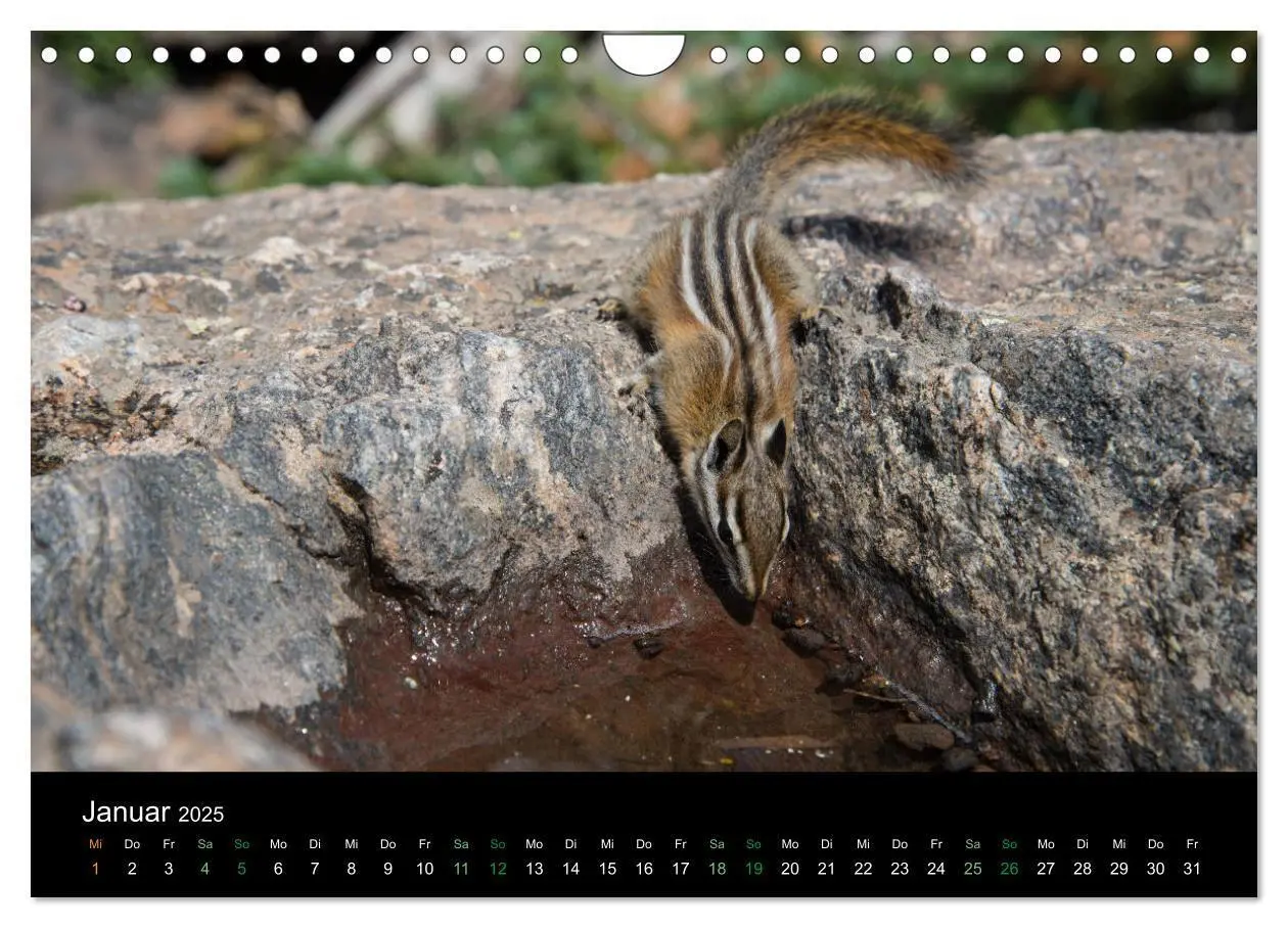 Bild: 9783435375974 | Chipmunks Streifenhörnchen (Wandkalender 2025 DIN A4 quer),...