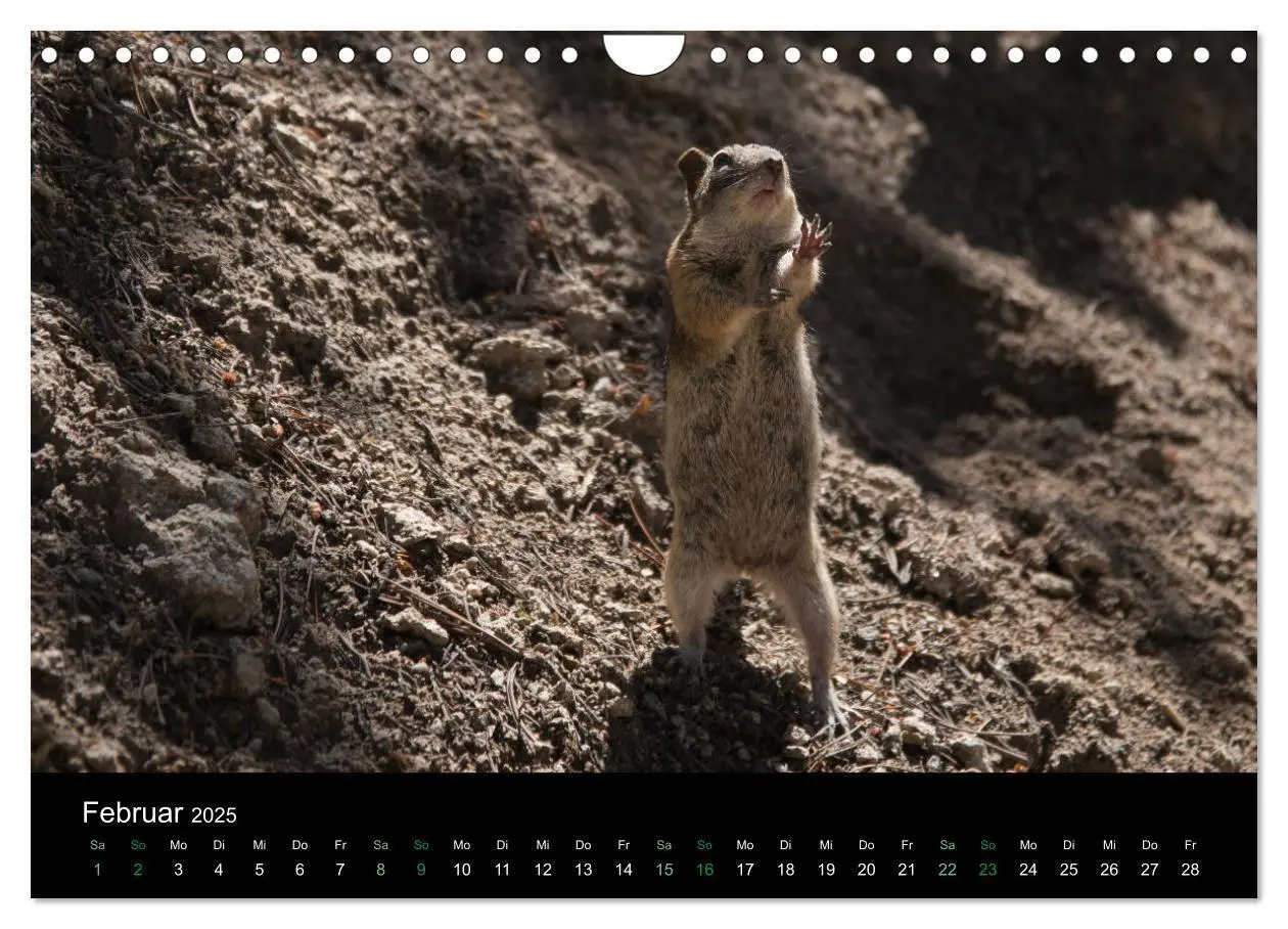 Bild: 9783435375974 | Chipmunks Streifenhörnchen (Wandkalender 2025 DIN A4 quer),...