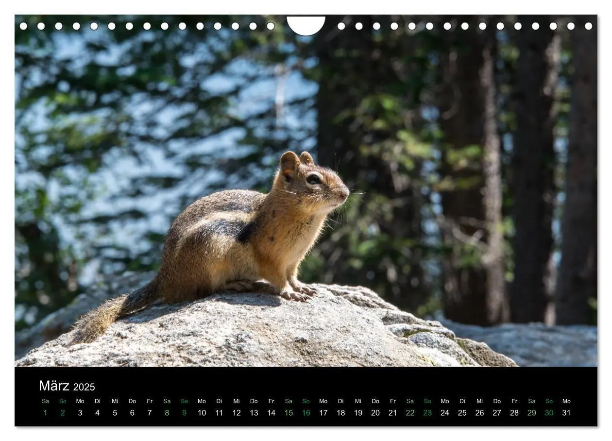 Bild: 9783435375974 | Chipmunks Streifenhörnchen (Wandkalender 2025 DIN A4 quer),...