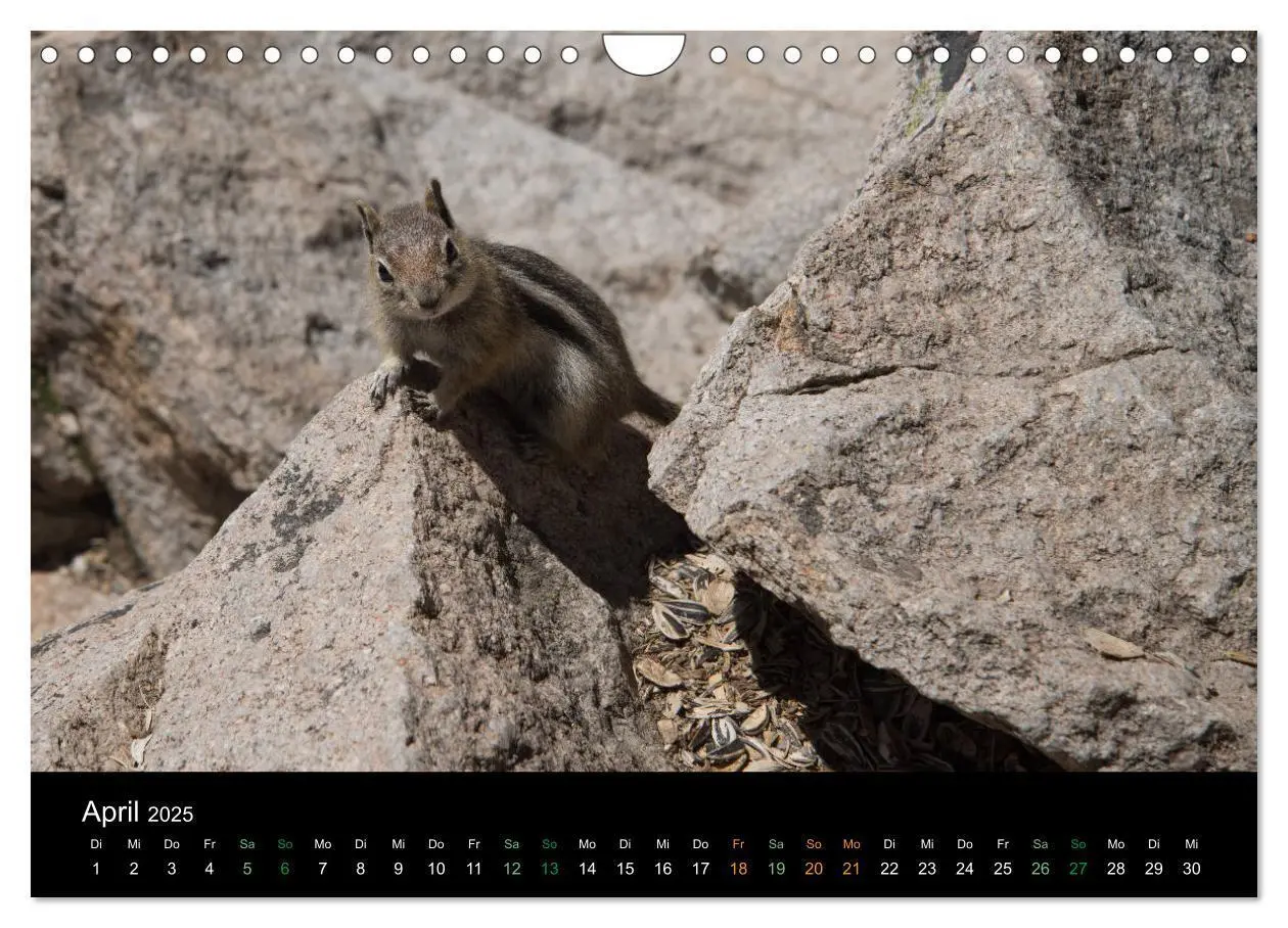 Bild: 9783435375974 | Chipmunks Streifenhörnchen (Wandkalender 2025 DIN A4 quer),...