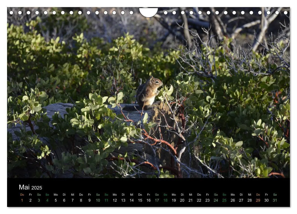 Bild: 9783435375974 | Chipmunks Streifenhörnchen (Wandkalender 2025 DIN A4 quer),...