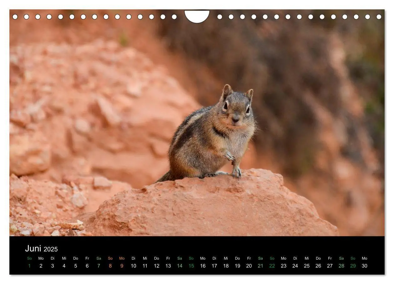 Bild: 9783435375974 | Chipmunks Streifenhörnchen (Wandkalender 2025 DIN A4 quer),...