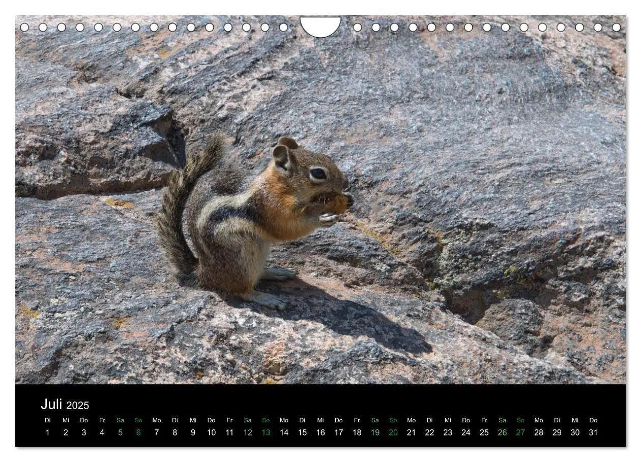 Bild: 9783435375974 | Chipmunks Streifenhörnchen (Wandkalender 2025 DIN A4 quer),...
