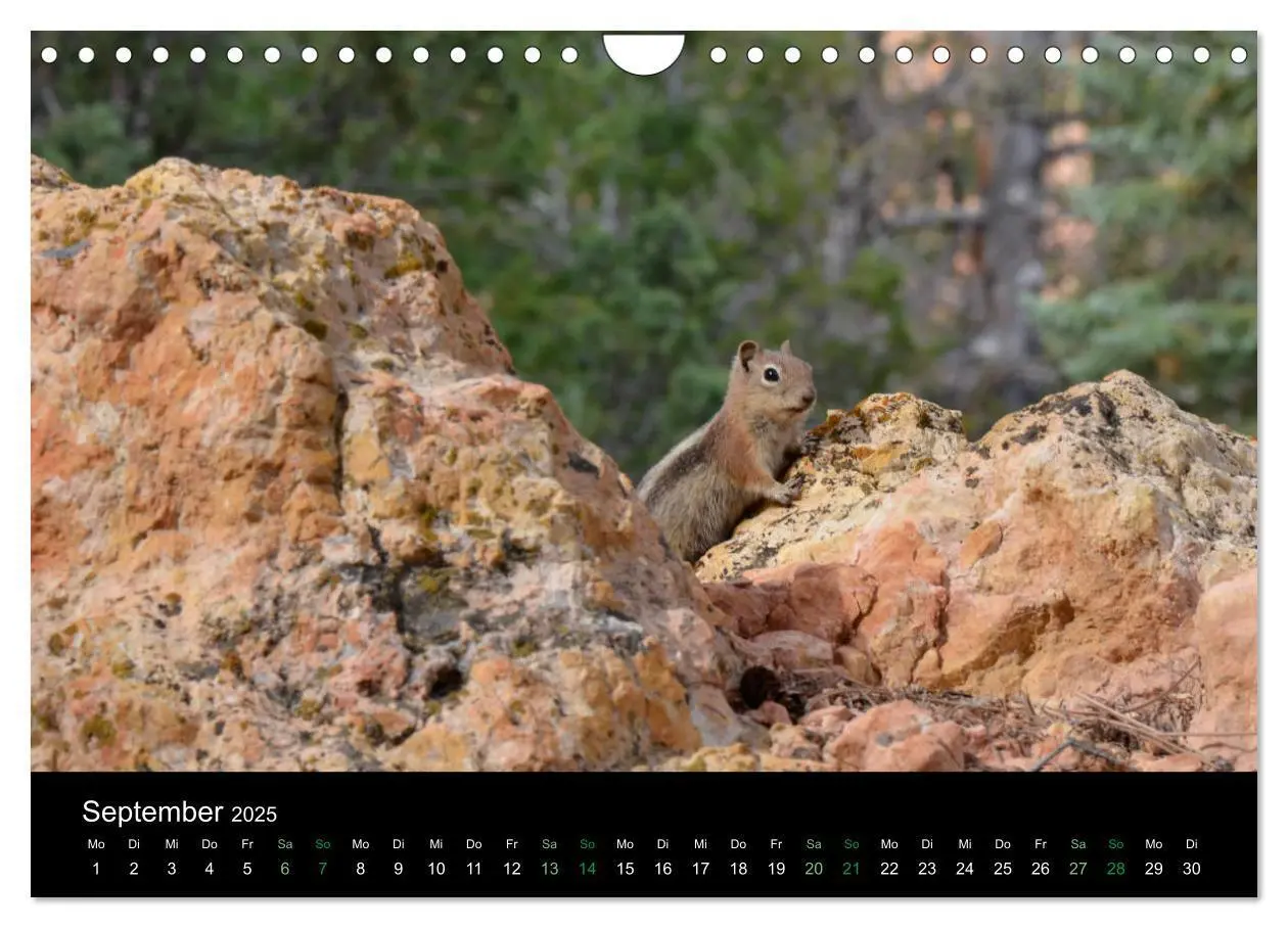 Bild: 9783435375974 | Chipmunks Streifenhörnchen (Wandkalender 2025 DIN A4 quer),...