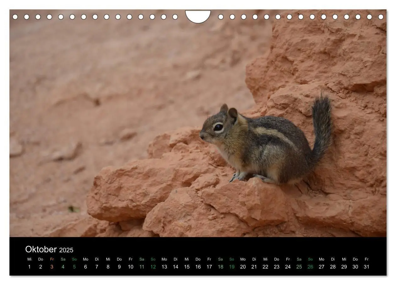 Bild: 9783435375974 | Chipmunks Streifenhörnchen (Wandkalender 2025 DIN A4 quer),...