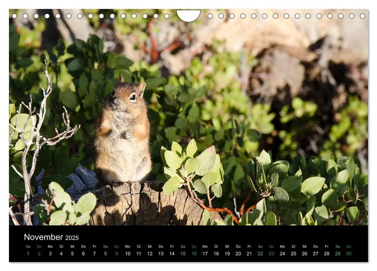 Bild: 9783435375974 | Chipmunks Streifenhörnchen (Wandkalender 2025 DIN A4 quer),...