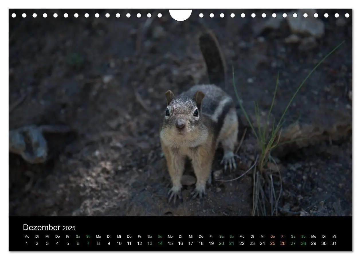 Bild: 9783435375974 | Chipmunks Streifenhörnchen (Wandkalender 2025 DIN A4 quer),...