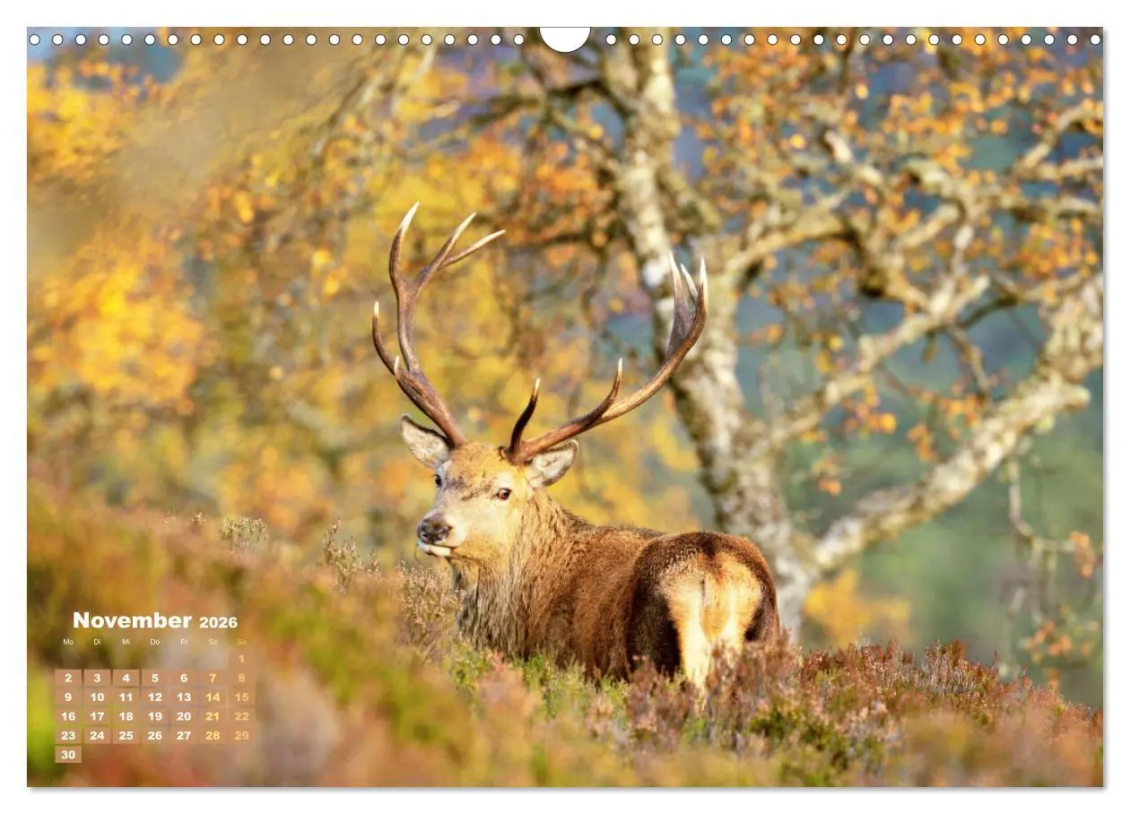 Bild: 9783457395974 | Naturschauspiele in Schottland (Wandkalender 2026 DIN A3 quer),...