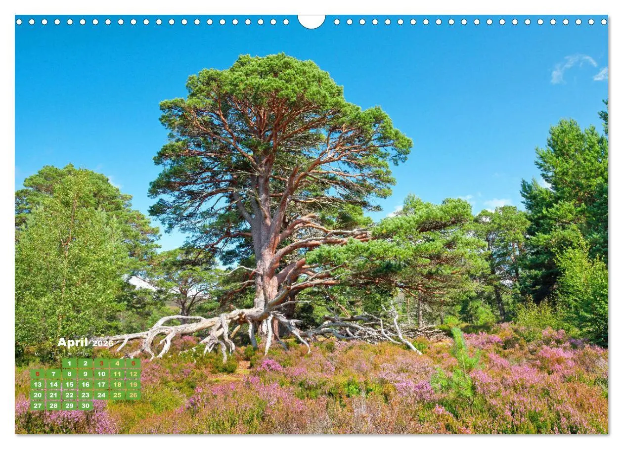 Bild: 9783457395974 | Naturschauspiele in Schottland (Wandkalender 2026 DIN A3 quer),...