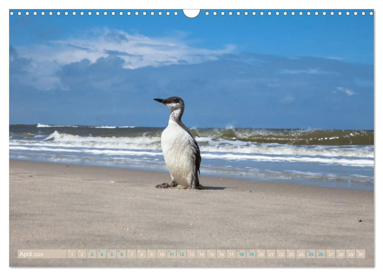 Bild: 9783457605974 | Moin Spiekeroog (Wandkalender 2026 DIN A3 quer), CALVENDO...