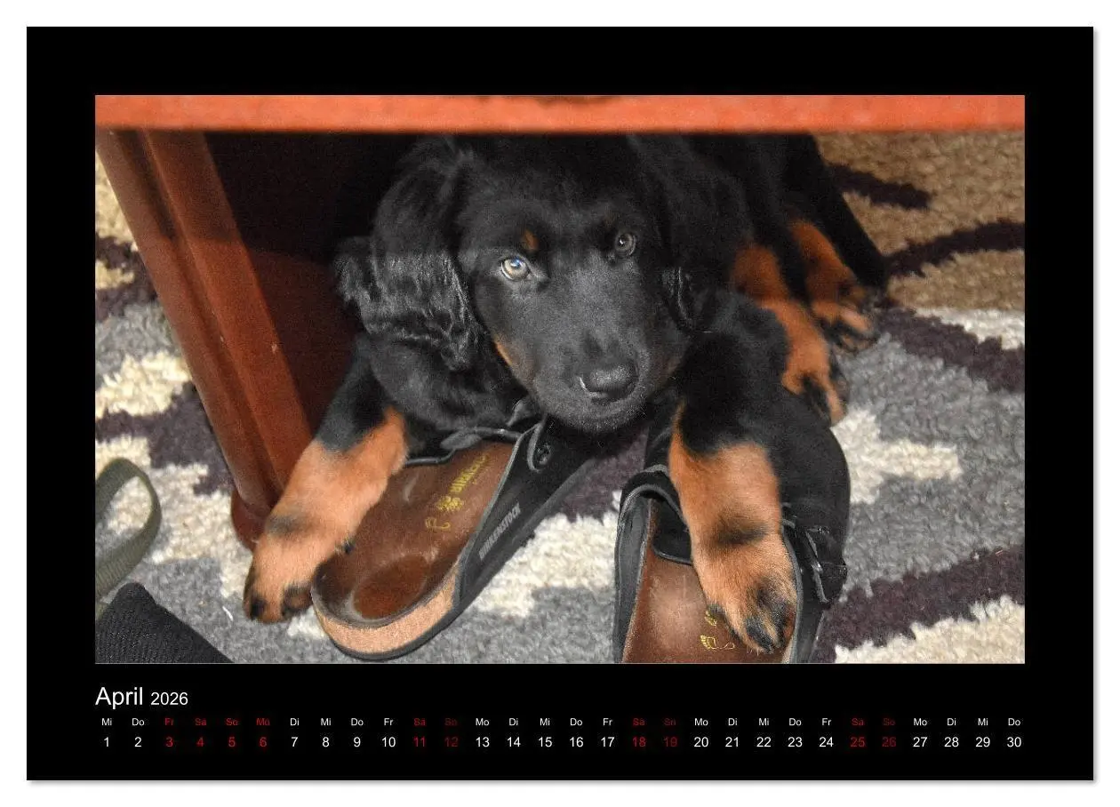 Bild: 9783457806074 | Der Hovawart... Dein Freund fürs Leben ! (Wandkalender 2026 DIN A4...