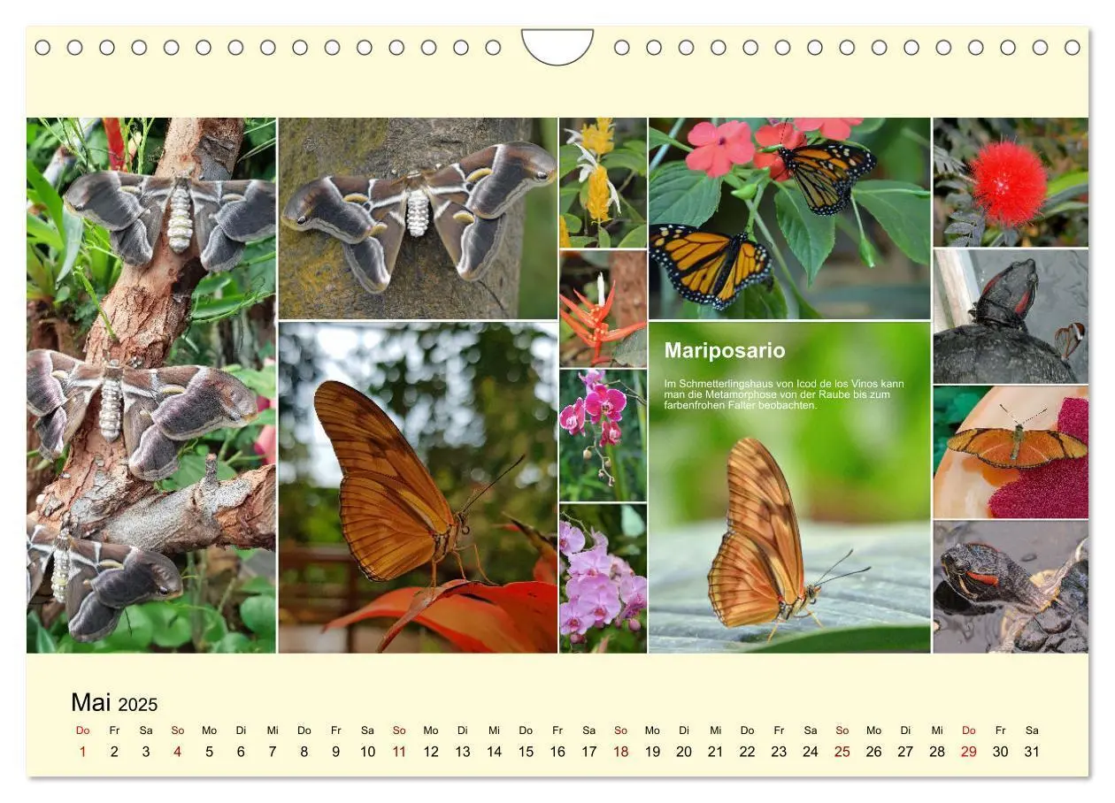 Bild: 9783435006274 | Zauberhaftes Teneriffa (Wandkalender 2025 DIN A4 quer), CALVENDO...