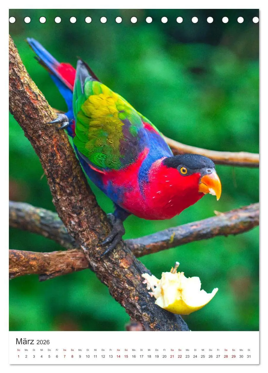 Bild: 9783516356274 | Australien - Eine unvergessliche Reise. (Tischkalender 2026 DIN A5...