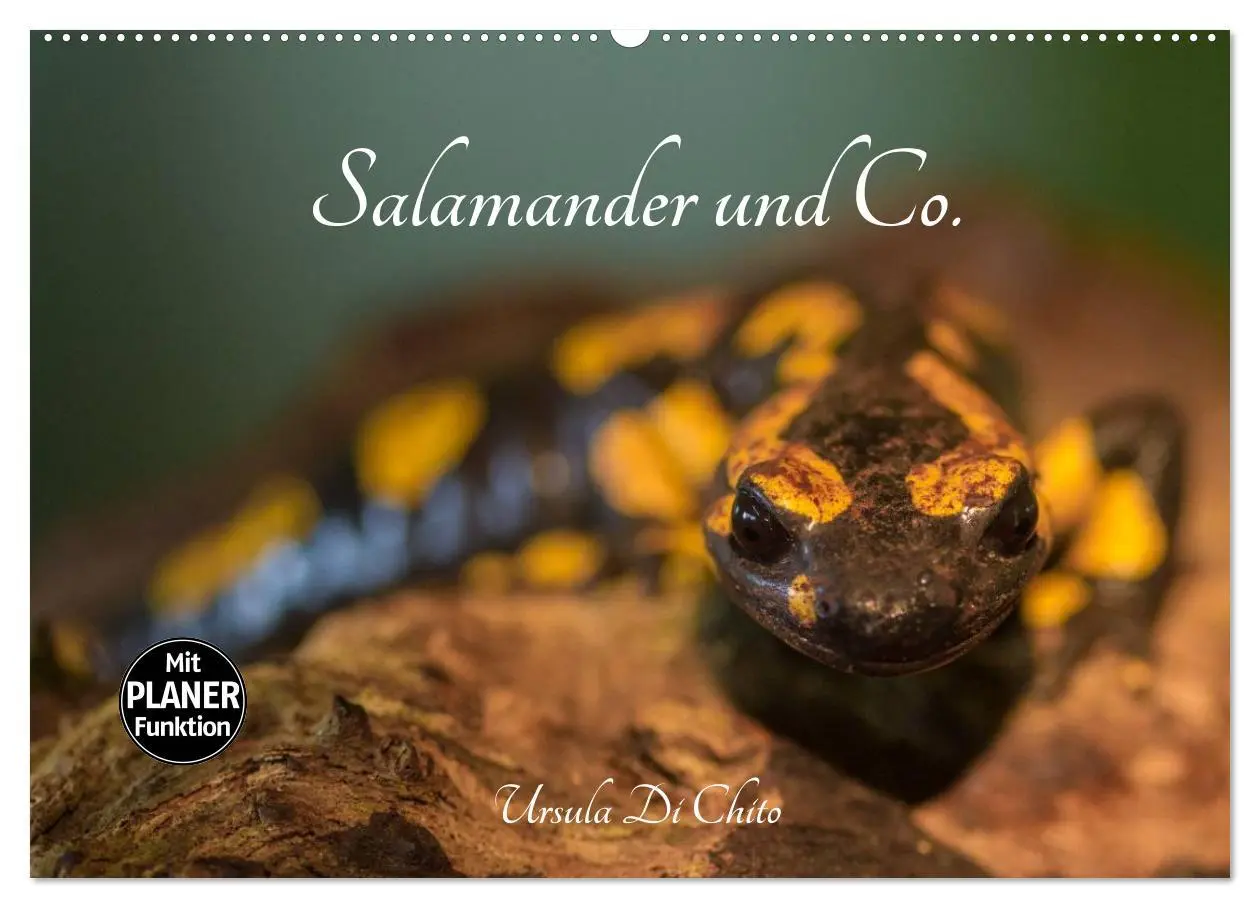 Cover: 9783457946374 | Salamander und Co. (Wandkalender 2026 DIN A2 quer), CALVENDO...