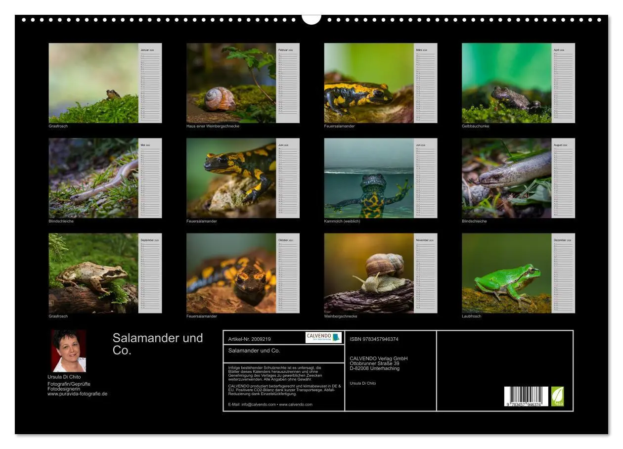 Bild: 9783457946374 | Salamander und Co. (Wandkalender 2026 DIN A2 quer), CALVENDO...