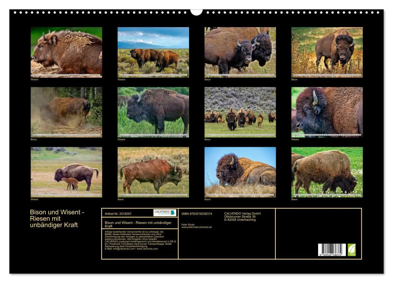 Bild: 9783516036374 | Bison und Wisent - Riesen mit unbändiger Kraft (Wandkalender 2026...