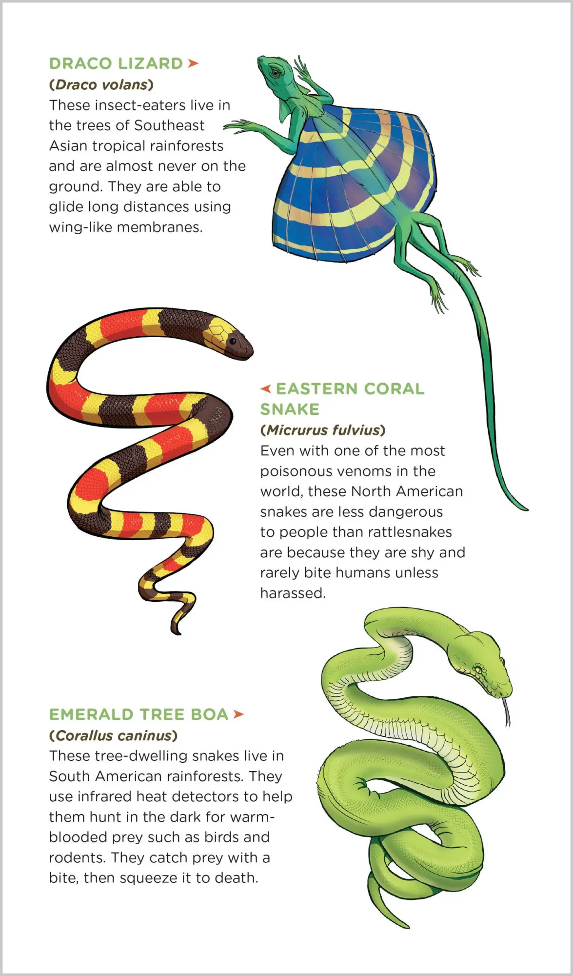 Bild: 9781635866674 | Slithering, Scaly Tattoo Snakes &amp; Other Reptiles | Publishing | Buch