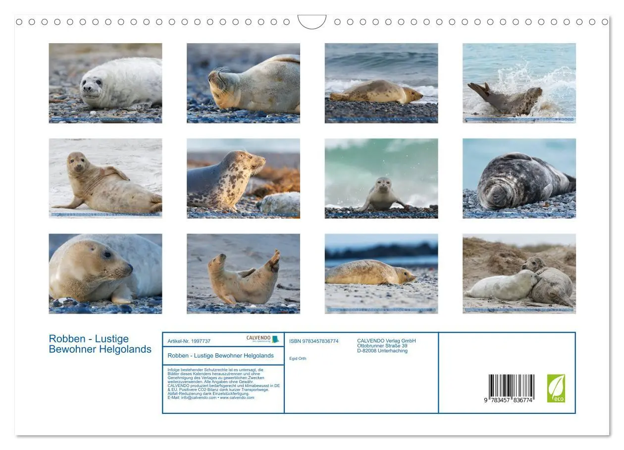 Bild: 9783457836774 | Robben - Lustige Bewohner Helgolands (Wandkalender 2026 DIN A3...