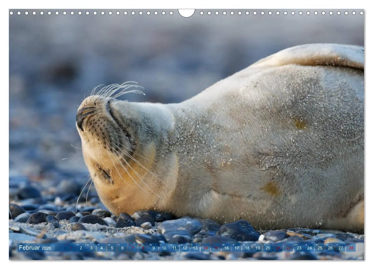 Bild: 9783457836774 | Robben - Lustige Bewohner Helgolands (Wandkalender 2026 DIN A3...