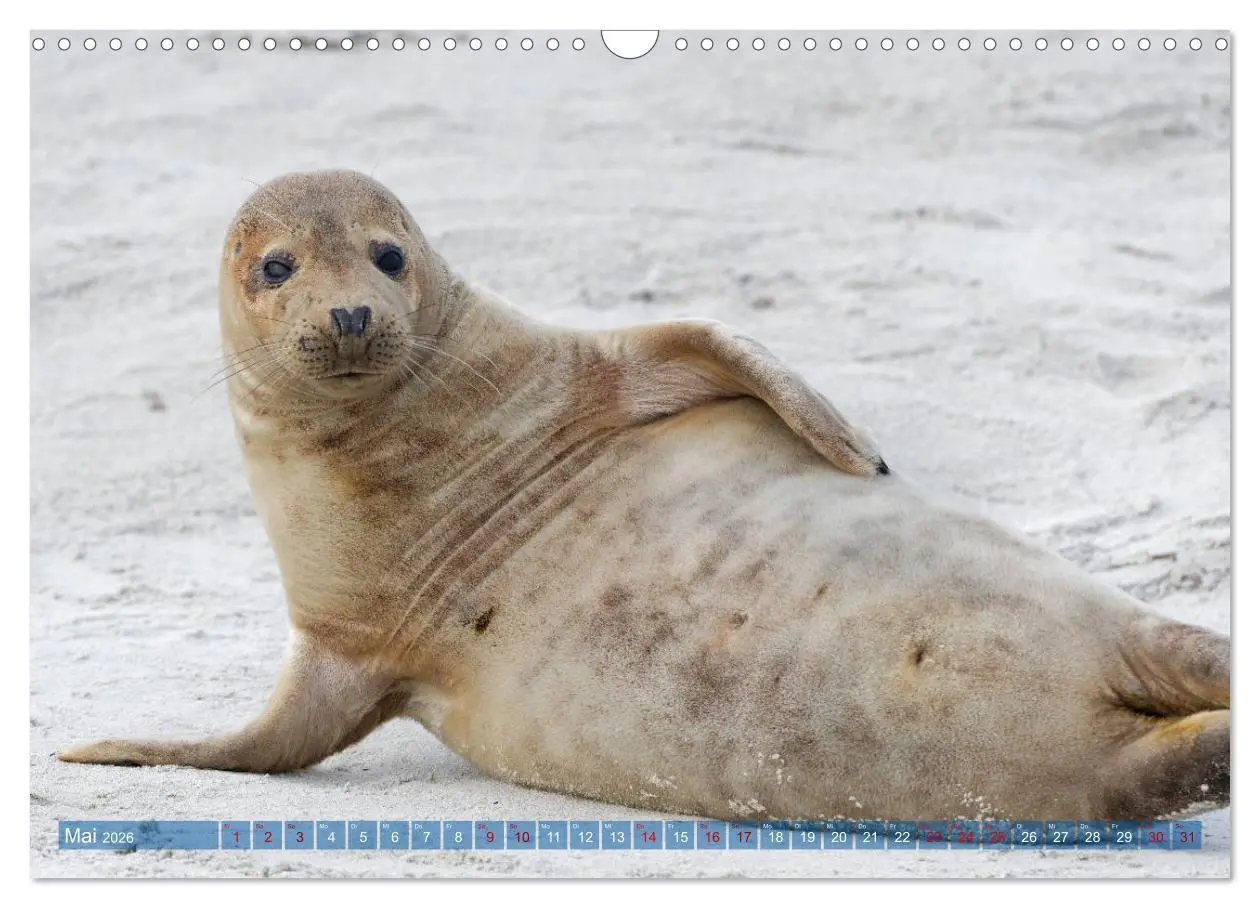 Bild: 9783457836774 | Robben - Lustige Bewohner Helgolands (Wandkalender 2026 DIN A3...